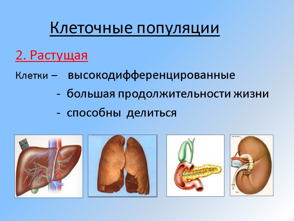 Клеточные популяции 2. Растущая Клетки – высокодифференцированные - большая продолжительности жизни - способны делиться